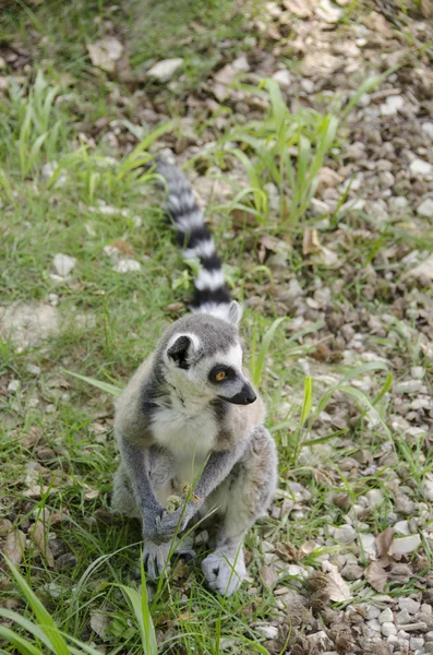 Lémure-de-cauda-anelada, Lemur catta — Fotografia de Stock
