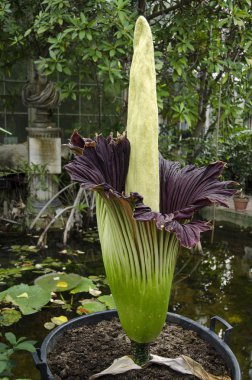 Amorphophallus titanum a flowering plant with the largest unbran clipart