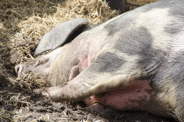 Kopf eines schlafenden Schweins — Stockfoto