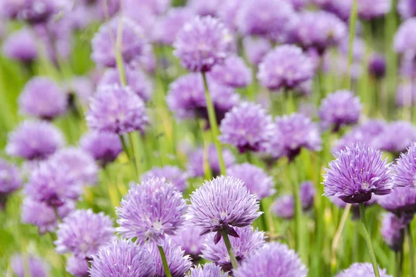 Fioritura fiori di erba cipollina viola — Foto Stock