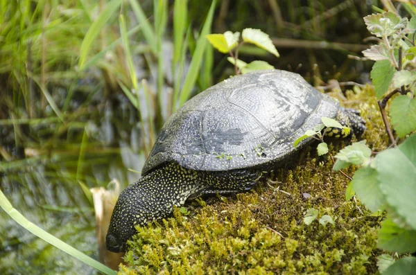 European pond turtle — Stock Photo, Image