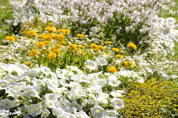 Fleurs jaunes et blanches dans un jardin — Photo