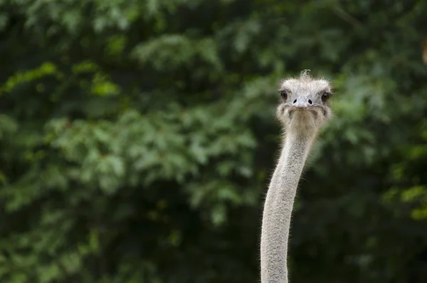 Zbliżenie strusia, struthio camelus — Zdjęcie stockowe