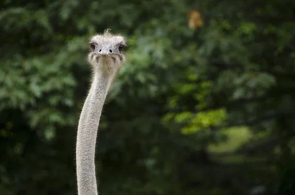Bir devekuşu, Struthio camelus closeup — Stok fotoğraf