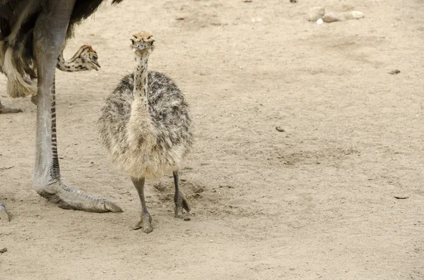 Pequena avestruz bebê bonito — Fotografia de Stock