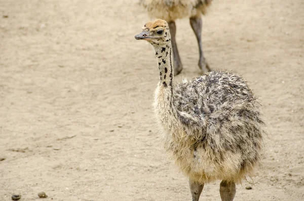 Small cute baby ostrich — Stock Photo, Image