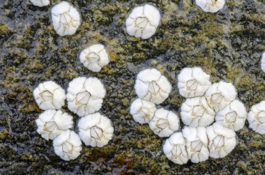 Barnacles on a rock clipart