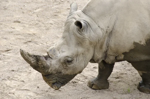White rhinoceros, Ceratotherium simum — Stock Photo, Image