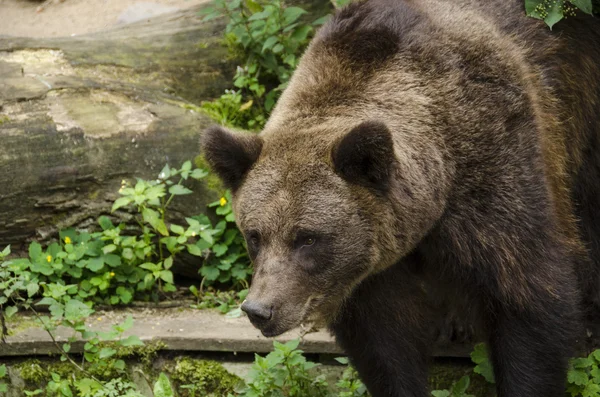 Urso-pardo, Ursus arctos — Fotografia de Stock