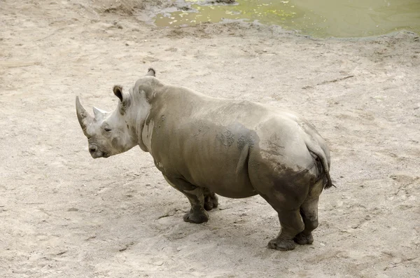 White rhinoceros, Ceratotherium simum — Stock Photo, Image