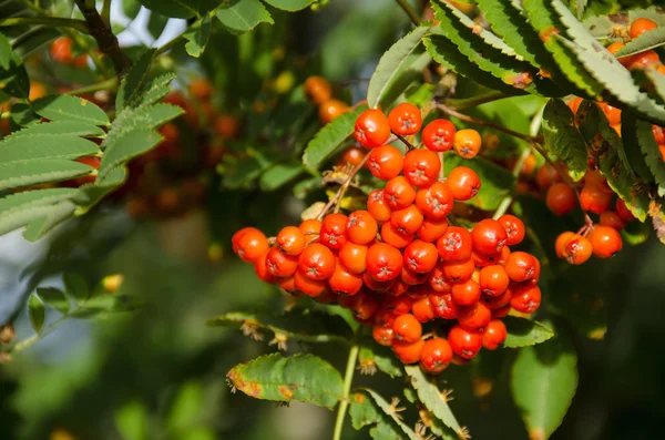 Sorbus aucuparia, rowan ou cinza de montanha — Fotografia de Stock