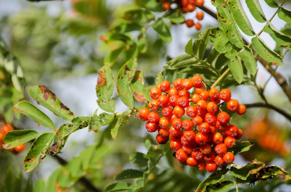 Sorbus aucuparia, serbal o ceniza de montaña — Foto de Stock