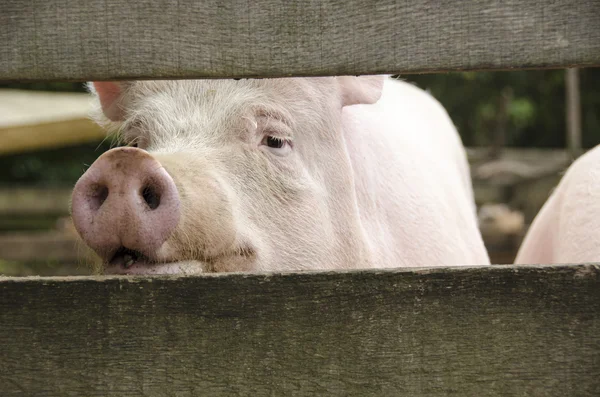 Neugieriges Schwein schaut durch Zaun — Stockfoto