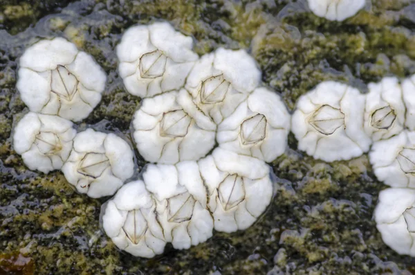 바위에 barnacles 스톡 사진