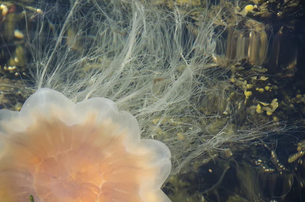 Medusa di criniera di leone — Foto Stock