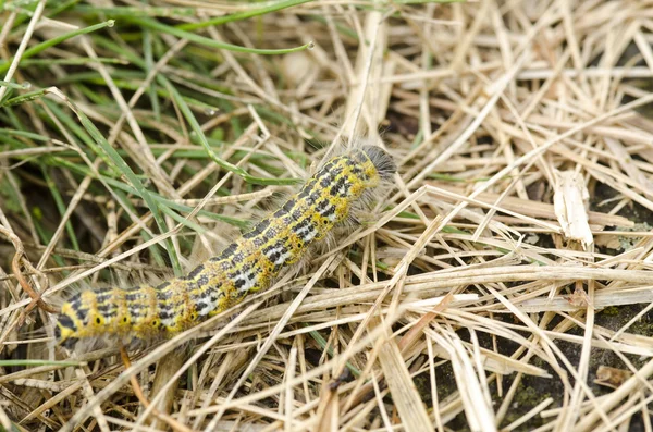 Hairy yellow caterpillar — Stock Photo, Image