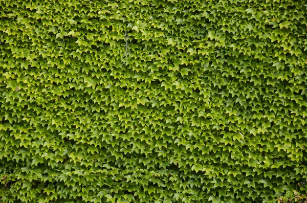 Green wall background of Boston ivy — Stock Photo, Image