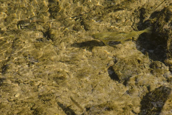 Brown trout, Salmo trutta — Stock Photo, Image