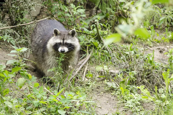 Raccoon walking through a green meadow — Stock Photo, Image