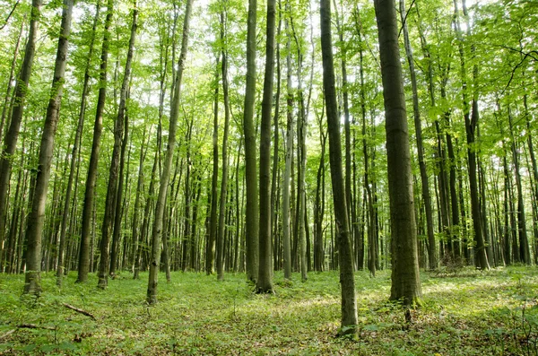 Buchenwald im Sommer — Stockfoto