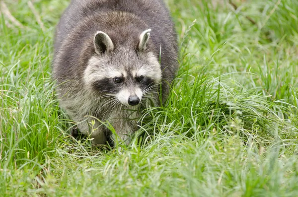 Raccoon walking through a green meadow Royalty Free Stock Photos