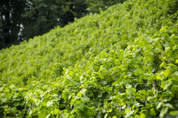 Vingård i september med gröna vinstockar — Stockfoto