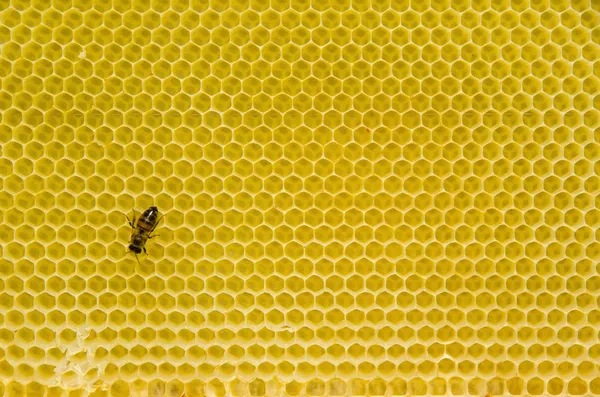 Patrón de panal con abeja — Foto de Stock