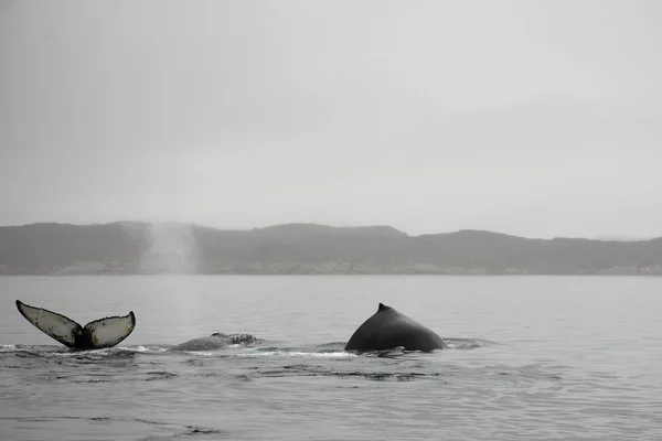 Kambur balinalar, megaptera novaeangliae Telifsiz Stok Imajlar