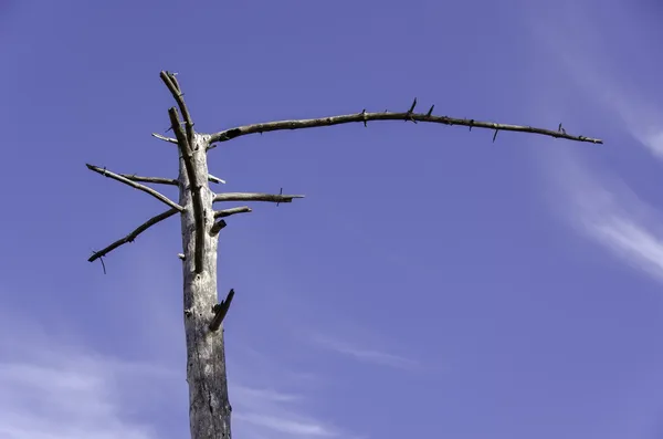 Gebleekte dode boomstam tegen een blauwe hemel — Stockfoto