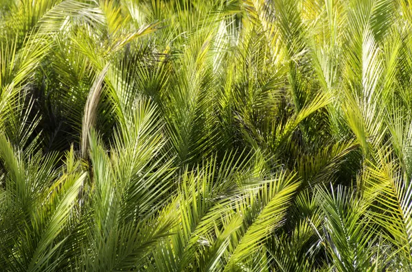 Palmblad bakgrund — Stockfoto