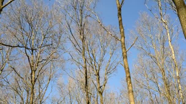 Canopy de árboles moviéndose en el viento — Vídeo de stock