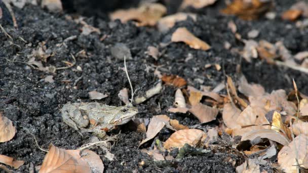 Gemeiner Frosch im Frühling — Stockvideo