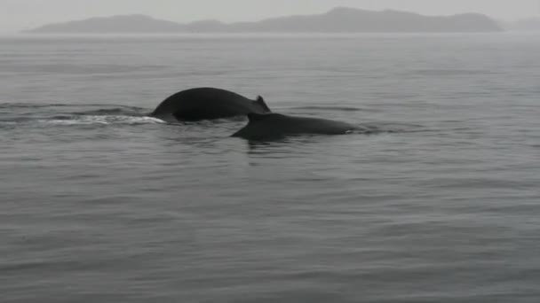 Humpback whales — Stock Video