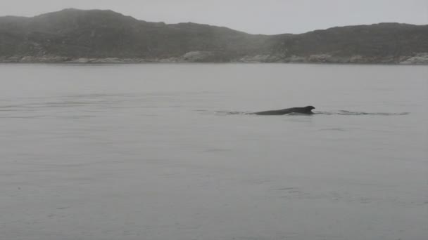 Горбатые киты — стоковое видео