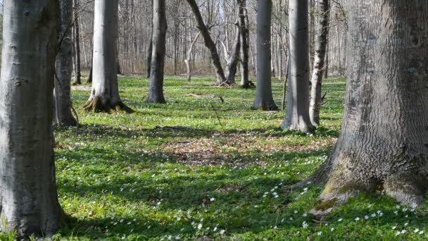 Suelo del bosque en primavera — Vídeos de Stock