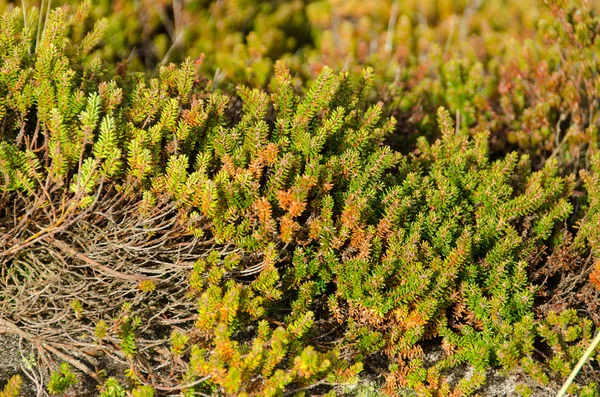 Empetrum or crowberry — Stock Photo, Image