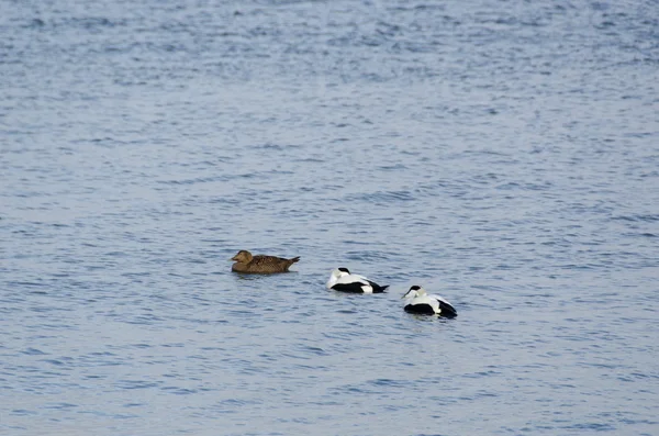 Common eider birds — Stock Photo, Image