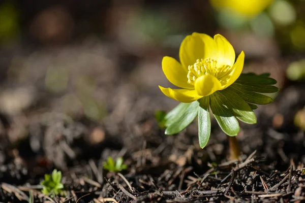 Winterakonit, Eranthis hyemalis — Stockfoto