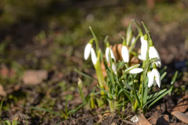 Snowdrop in spring on the forest floor — Stock Photo, Image