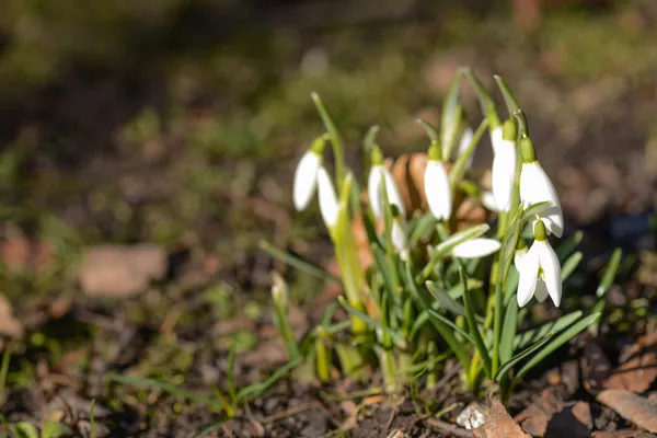 Schneeglöckchen im Frühling auf dem Waldboden — Stockfoto