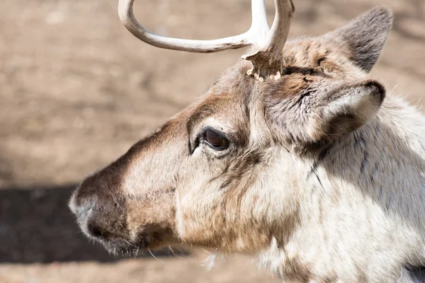 Głowa renifera, rangifer tarandus — Zdjęcie stockowe