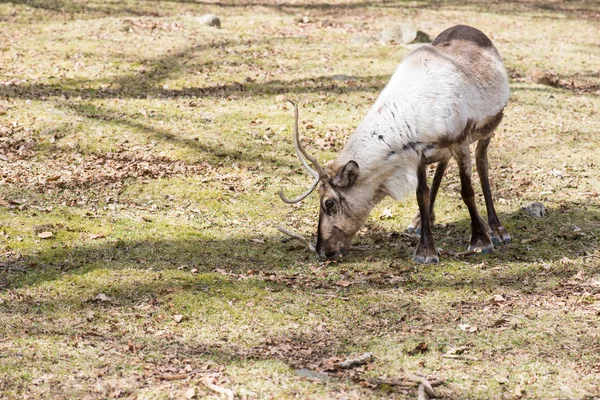 Reindeer, Rangifer tarandus eating grass — Stock Photo, Image
