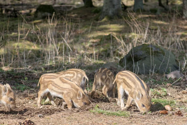 Wild boar piglets — Stock Photo, Image