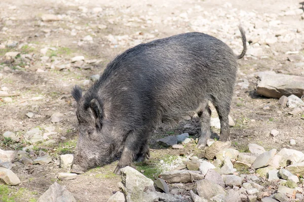 Vildsvin på våren — Stockfoto