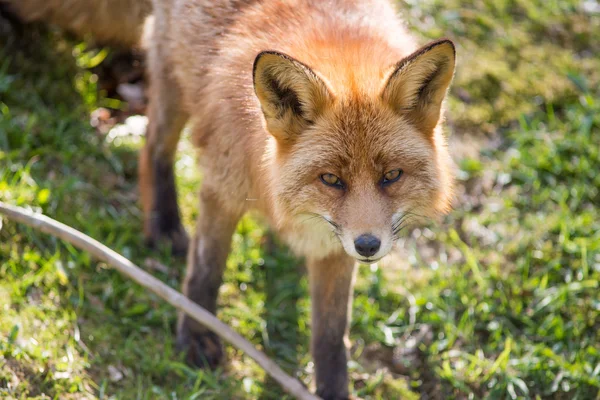 Raposa Vermelha, Vulpes vulpes — Fotografia de Stock