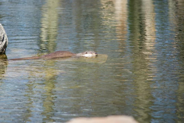 Alcantarilla europea, Lutra lutra — Foto de Stock