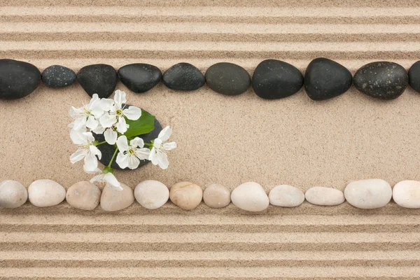 Flowers on the sand between the stones — Stock Photo, Image