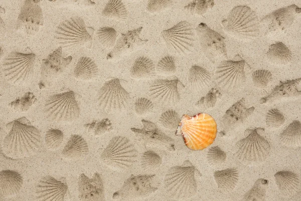 Het afdrukken van schelpen op het zand — Stockfoto
