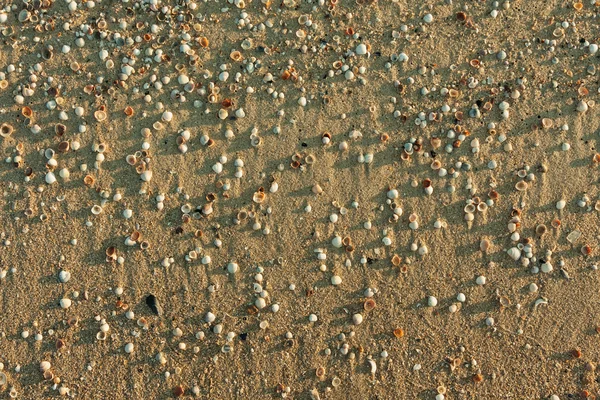 A reggeli nap világítja meg a tengeri kagylókból — Stock Fotó