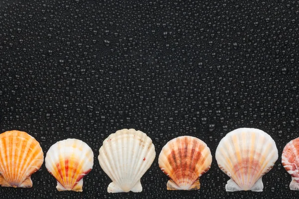 Mušle leží na stejné úrovni — Stock fotografie